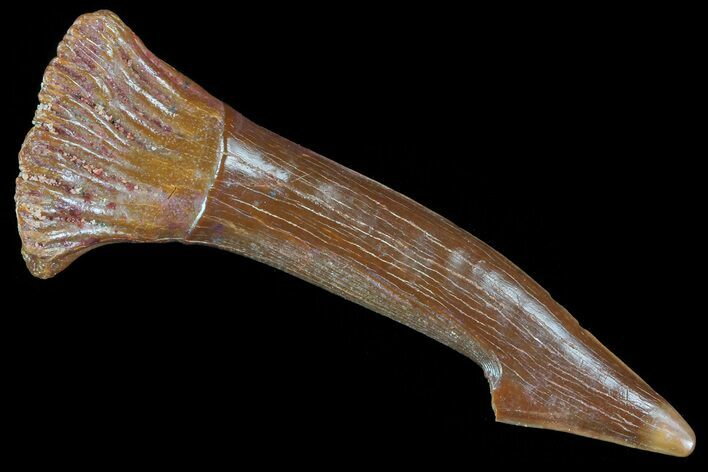 Cretaceous Giant Sawfish (Onchopristis) Rostral Barb #72716